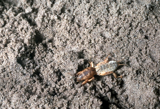 image of Neoscapteriscus abbreviatus