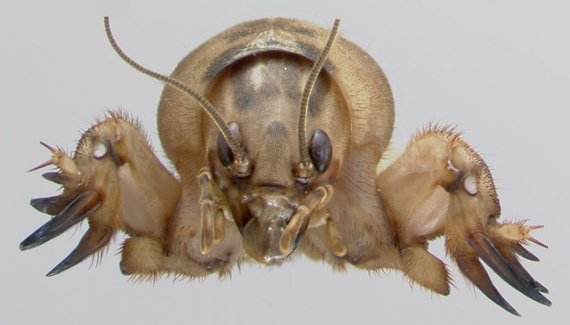image of Neoscapteriscus abbreviatus