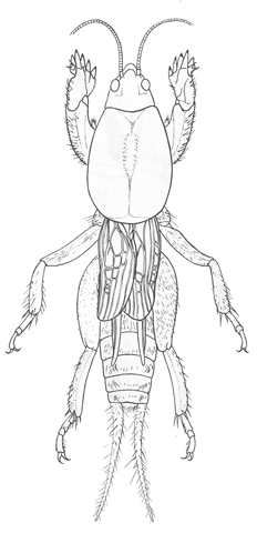 image of Neocurtilla hexadactyla