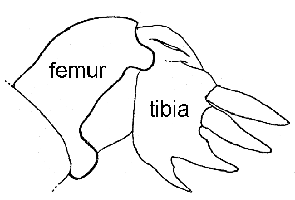 image of Neocurtilla hexadactyla