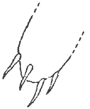 image of Neocurtilla hexadactyla