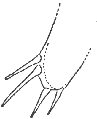 image of Neocurtilla hexadactyla