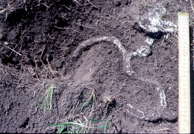 image of Gryllotalpa major