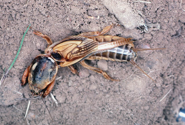 image of Gryllotalpa major