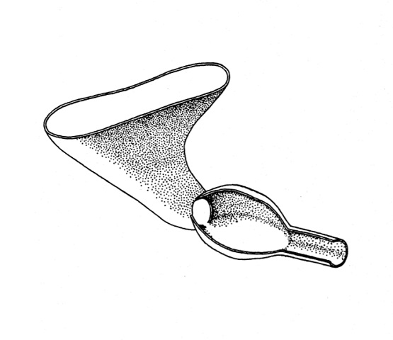 image of Gryllotalpa major