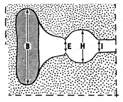 image of Gryllotalpa major