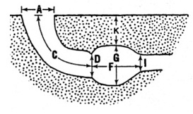 image of Gryllotalpa major