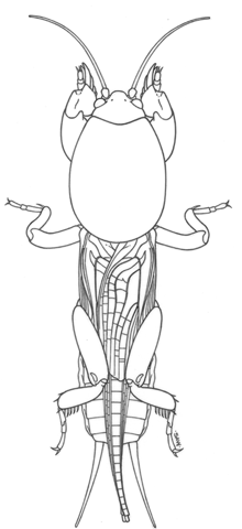 image of Gryllotalpa gryllotalpa