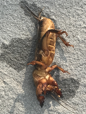 image of Gryllotalpa gryllotalpa