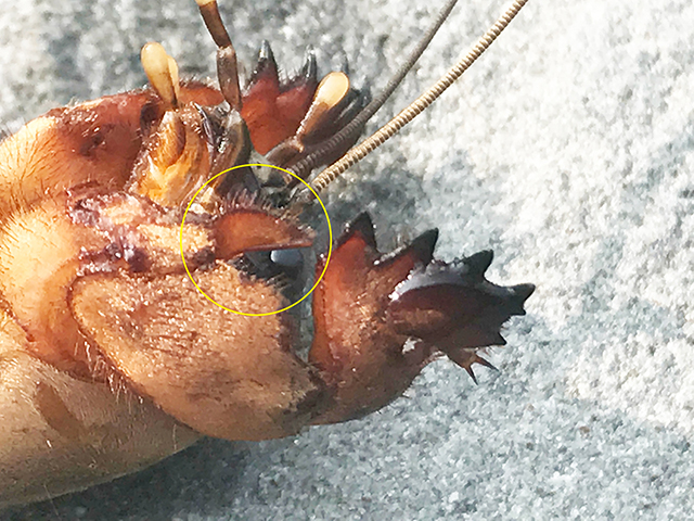 image of Gryllotalpa gryllotalpa