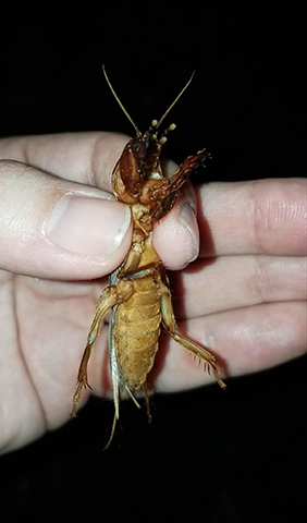 image of Gryllotalpa gryllotalpa