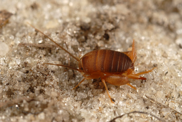 image of Myrmecophilus pergandei