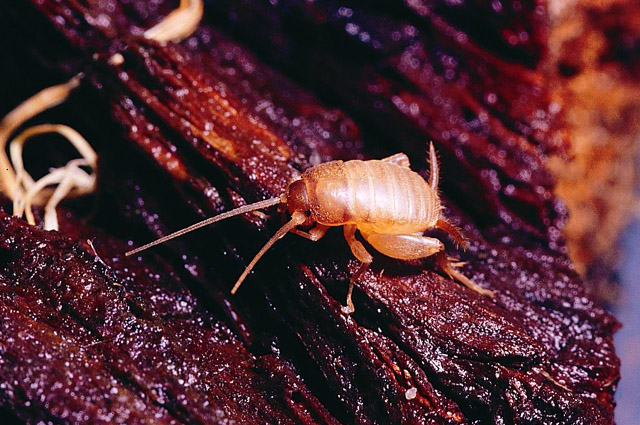 image of Myrmecophilus pergandei