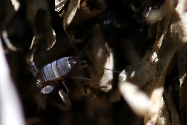 image of Myrmecophilus americanus