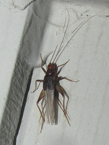 image of Trigonidomimus belfragei