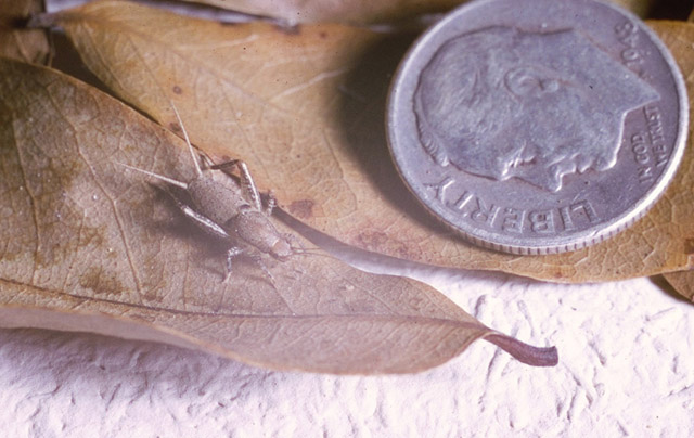 image of Cycloptilum irregularis