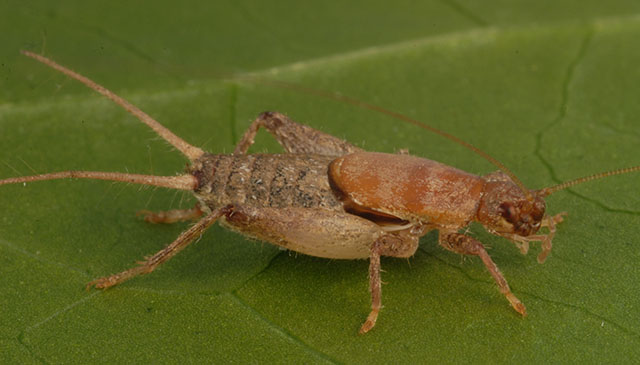 image of Cycloptilum slossoni