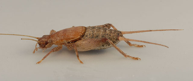 image of Cycloptilum slossoni