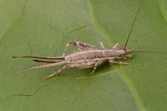 image of Cycloptilum trigonipalpum