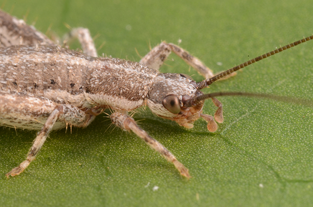 image of Cycloptilum trigonipalpum