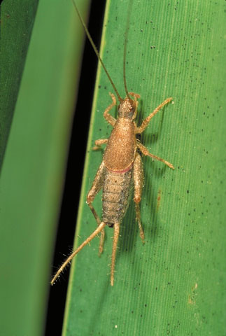 image of Cycloptilum trigonipalpum