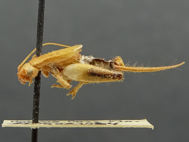 image of Cycloptilum albocircum