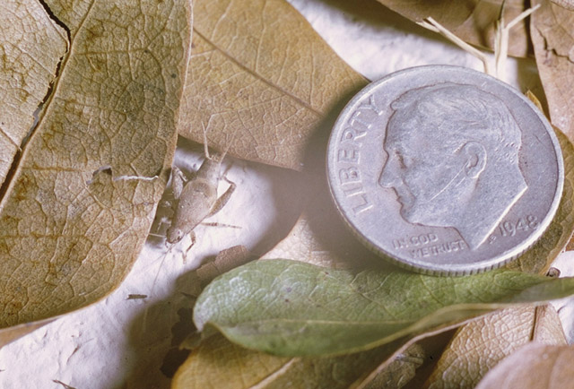 image of Cycloptilum squamosum