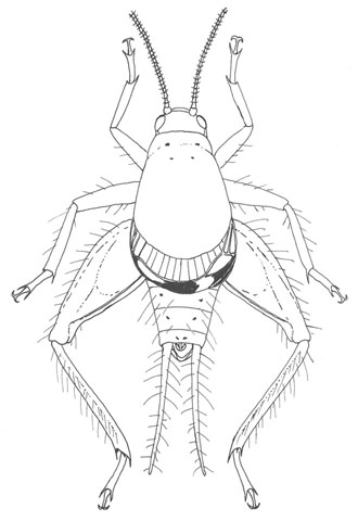 image of Cycloptilum bidens