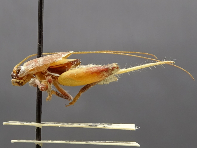 image of Cycloptilum kelainopum