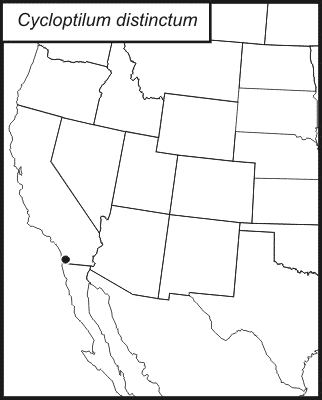 distribution map for Cycloptilum distinctum