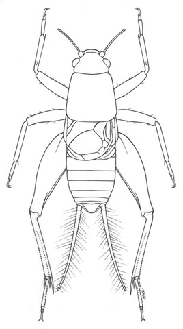image of Hoplosphyrum boreale