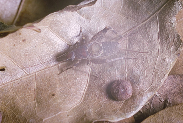 image of Hoplosphyrum boreale