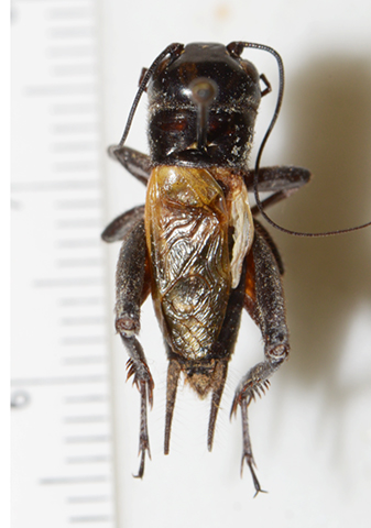 image of Gryllus brevicaudus