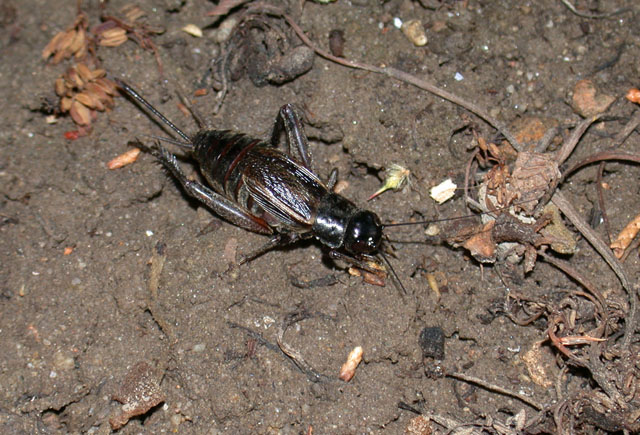 image of Gryllus vocalis