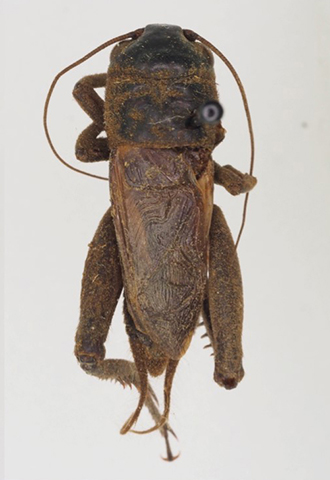 image of Gryllus vocalis