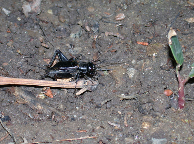 image of Gryllus vocalis