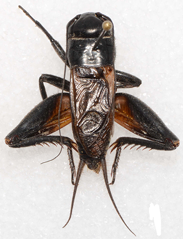 image of Gryllus lineaticeps