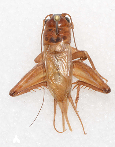 image of Gryllus lineaticeps