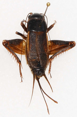 image for Gryllus personatus