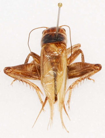 image for Gryllus personatus
