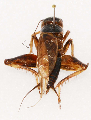 image for Gryllus personatus