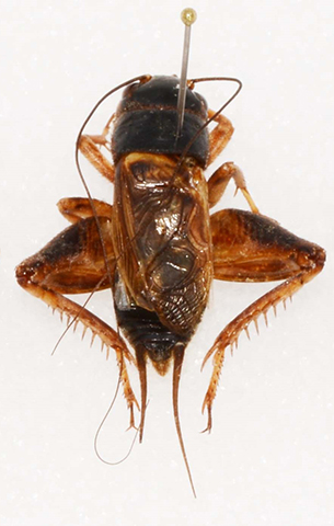 image for Gryllus personatus