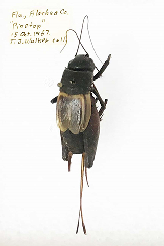 image of Gryllus ovisopis