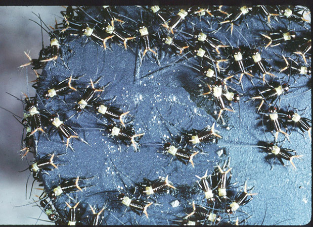 image of Gryllus ovisopis