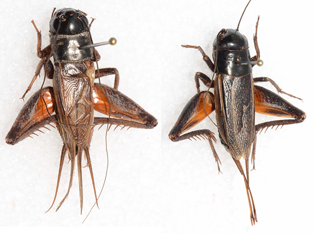 image of Gryllus texensis