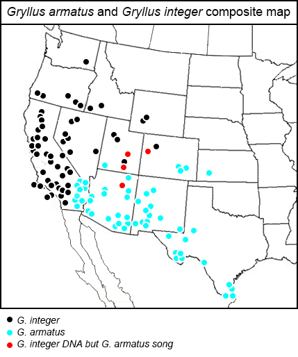 composite map for Gryllus integer and Gryllus armatus