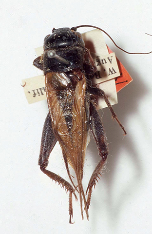 image of Gryllus integer