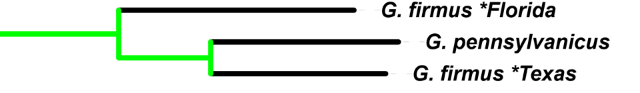 phylogeny for Gryllus firmus Fla and Tex