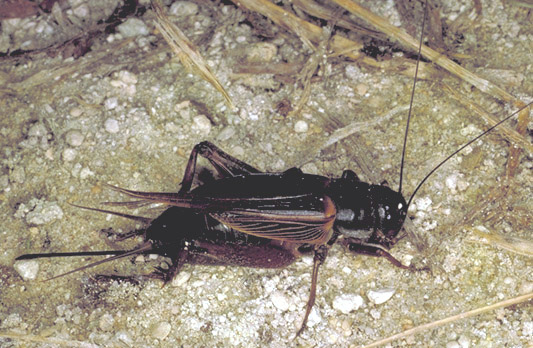 image of Gryllus firmus