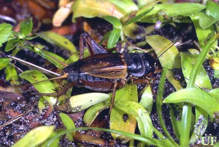 image of Gryllus firmus